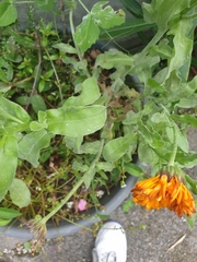 Calendula