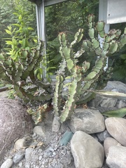 Euphorbia