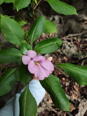 Impatiens pingxiangensis
