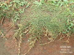 Zoysia