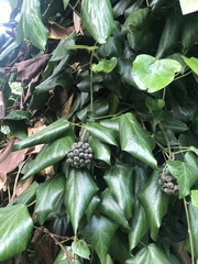 Hedera