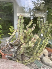 Euphorbia