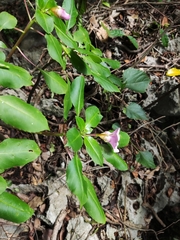 Impatiens pingxiangensis