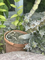 Euphorbia