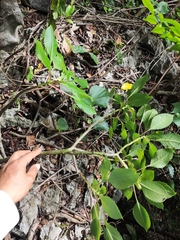 Impatiens pingxiangensis