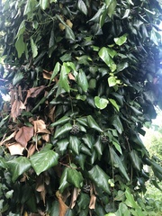 Hedera