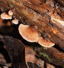 Lentinellus castoreus