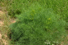 Prangos equisetoides