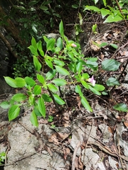 Impatiens pingxiangensis