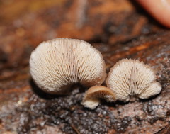 Lentinellus castoreus