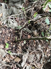 Impatiens pingxiangensis