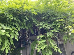 Wisteria