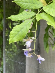 Wisteria