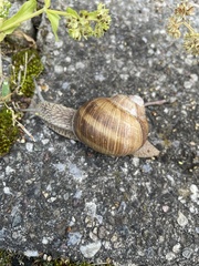 Helix pomatia