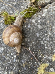 Helix pomatia