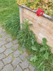 Asteraceae