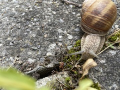 Helix pomatia