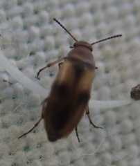 Anaspis maculata