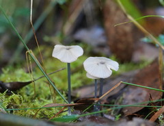 Entoloma albidocoeruleum