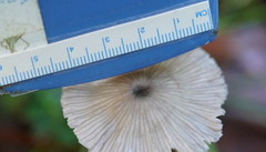Entoloma albidocoeruleum