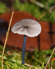 Entoloma albidocoeruleum