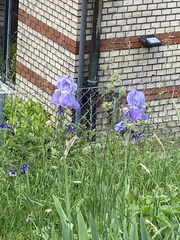 Iris