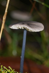 Entoloma albidocoeruleum