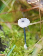 Entoloma albidocoeruleum