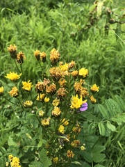 Crepis