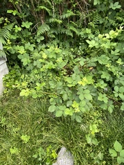Rubus
