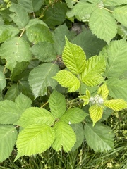 Rubus