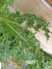 Asteraceae