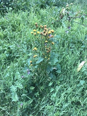 Crepis