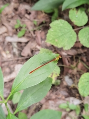 Ceriagrion auranticum