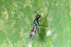 Eudmeta marginata
