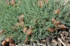 Astragalus pachyrhizus