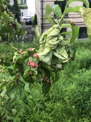Taphrina