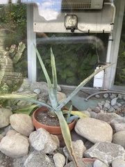 Agave americana