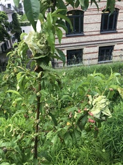 Taphrina