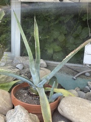 Agave americana
