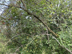 Ilex aquifolium