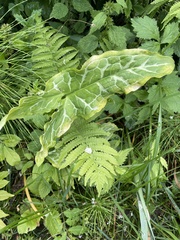 Arum