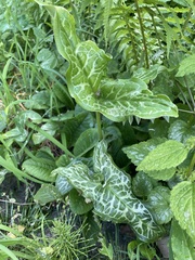Arum