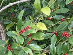 Ilex aquifolium