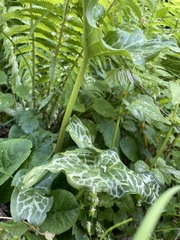 Arum