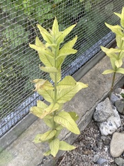 Lysimachia vulgaris