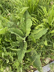Verbascum