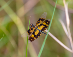Rhyothemis variegata