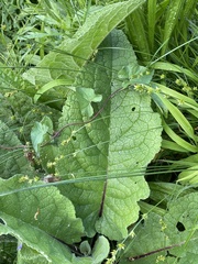 Verbascum