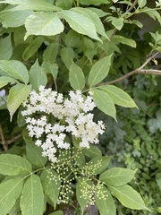 Sambucus nigra